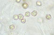 Braunblättriger Nabelrötling, Foto 6