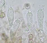 Braunblättriger Nabelrötling, Foto 7