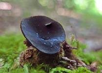 Violettmilchender Becherling, Foto 6