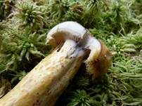 Violettmilchender Zottenmilchling, Foto 15