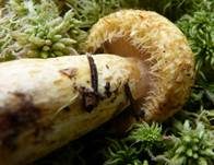 Violettmilchender Zottenmilchling, Foto 16