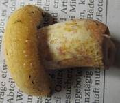 Violettmilchender Zottenmilchling, Foto 17