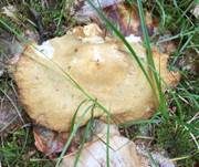 Violettmilchender Zottenmilchling, Foto 22