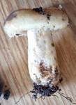 Violettmilchender Zottenmilchling, Foto 24