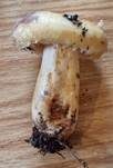 Violettmilchender Zottenmilchling, Foto 25