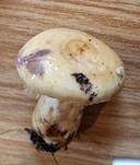 Violettmilchender Zottenmilchling, Foto 26