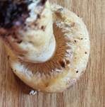 Violettmilchender Zottenmilchling, Foto 27
