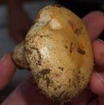 Violettmilchender Zottenmilchling, Foto 29