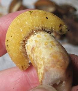 Violettmilchender Zottenmilchling, Foto 6