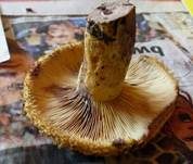 Violettmilchender Zottenmilchling, Foto 8