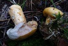 Violettmilchender Zottenmilchling, Foto 11