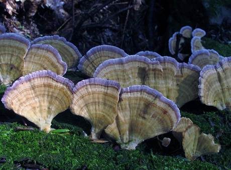Violettrandige Tramete, Foto 2