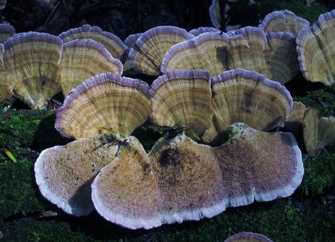 Violettrandige Tramete, Foto 3