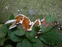 Violettrandige Tramete, Foto 14