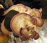 Violettrandige Tramete, Foto 22