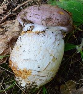 Violettrandiger Schleimkopf, Foto 3