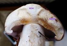 Violettrandiger Schleimkopf, Foto 12