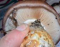 Violettrandiger Schleimkopf, Foto 14