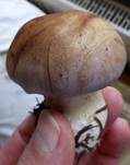 Violettrandiger Schleimkopf, Foto 15