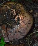 Violettrandiger Schleimkopf, Foto 17