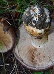 Violettrandiger Schleimkopf, Foto 19