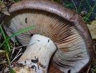 Violettrandiger Schleimkopf, Foto 22