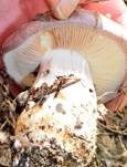 Violettrandiger Schleimkopf, Foto 23