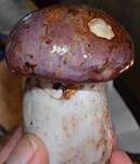 Violettrandiger Schleimkopf, Foto 26
