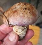 Violettrandiger Schleimkopf, Foto 29