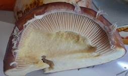 Violettrandiger Schleimkopf, Foto 34