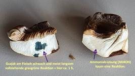 Violettrandiger Schleimkopf, Foto 57