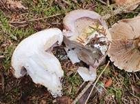 Violettrandiger Schleimkopf, Foto 59