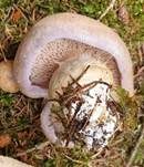 Violettrandiger Schleimkopf, Foto 61