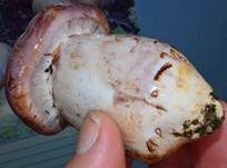 Violettrandiger Schleimkopf, Foto 11
