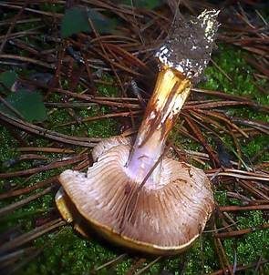 Violettstieliger Klumpfuß, Foto 2