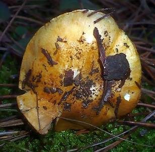 Violettstieliger Klumpfuß, Foto 3