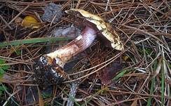 Violettstieliger Klumpfuß, Foto 6