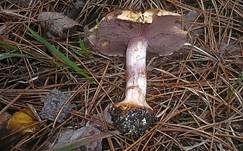 Violettstieliger Klumpfuß, Foto 7