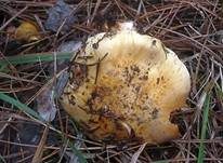 Violettstieliger Klumpfuß, Foto 8