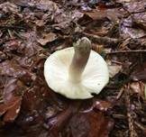 Violettstieliger Pfirsichtäubling, Foto 13