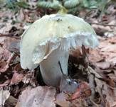 Violettstieliger Pfirsichtäubling, Foto 20