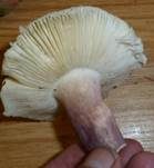 Violettstieliger Pfirsichtäubling, Foto 23