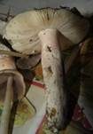 Violettstieliger Pfirsichtäubling, Foto 31