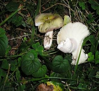 Violettstieliger Pfirsichtäubling, Foto 5