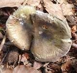 Violettstieliger Pfirsichtäubling, Foto 34
