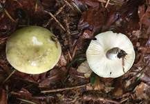 Violettstieliger Pfirsichtäubling, Foto 10