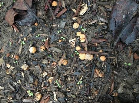 Vollgestopfter Nestling, Foto 5