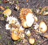 Vollgestopfter Nestling, Foto 10