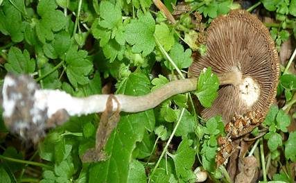 Voreilender Ackerling, Foto 4