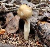 Voreilender Ackerling, Foto 46